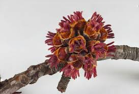 Attēlu rezultāti vaicājumam “Acer saccharinum bud”