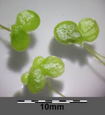 Attēlu rezultāti vaicājumam “Lemna gibba”