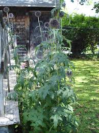 Attēlu rezultāti vaicājumam “Echinops sphaerocephalus flower”