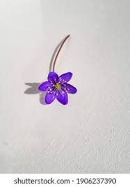 Attēlu rezultāti vaicājumam “Hepatica nobilis bud”