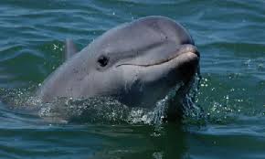 Image result for Balaenoptera omurai