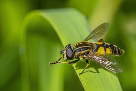 Attēlu rezultāti vaicājumam “Syrphidae”