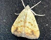 Attēlu rezultāti vaicājumam “Evergestis extimalis”