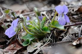 Attēlu rezultāti vaicājumam “Viola collina flower”