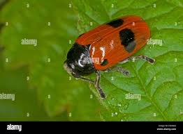 Attēlu rezultāti vaicājumam “Clytra quadripunctata”