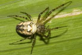 Attēlu rezultāti vaicājumam “Metellina segmentata”