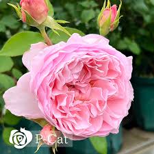 「ソニア・パレス」の画像検索結果