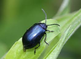 Attēlu rezultāti vaicājumam “Agelastica alni”