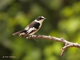 Image result for Ficedula albicollis