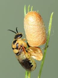 Attēlu rezultāti vaicājumam “Diprionidae”