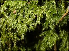 Attēlu rezultāti vaicājumam “Isothecium myosuroides”