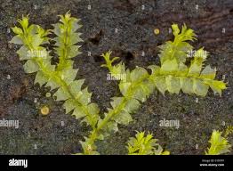 Attēlu rezultāti vaicājumam “Lophocolea bidentata”