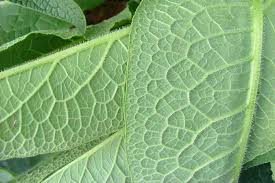 Attēlu rezultāti vaicājumam “Symphytum asperum leaf”