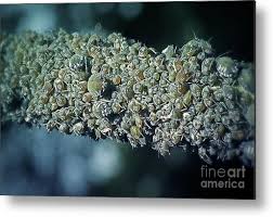 Attēlu rezultāti vaicājumam “Aphis fabae”