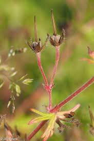 Attēlu rezultāti vaicājumam “Geranium dissectum fruit”