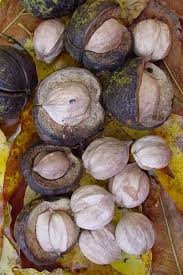 Attēlu rezultāti vaicājumam “Carya ovata fruit”