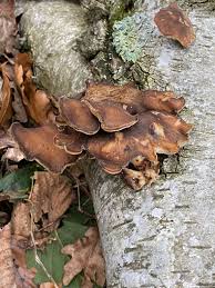 Attēlu rezultāti vaicājumam “Polyporus brumalis”