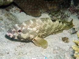 Image result for Epinephelus andersoni