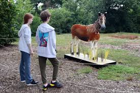 Image result for Merdon Bowmen Archery Club