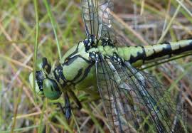 Attēlu rezultāti vaicājumam “Ophiogomphus cecilia”