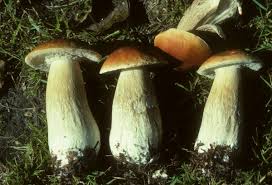 Attēlu rezultāti vaicājumam “Boletus edulis”