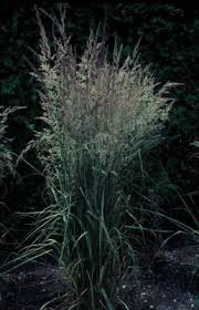 Attēlu rezultāti vaicājumam “Calamagrostis arundinacea”