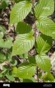 Attēlu rezultāti vaicājumam “Betula alleghaniensis leaf”