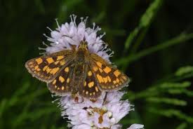 Attēlu rezultāti vaicājumam “Carterocephalus silvicolus female”