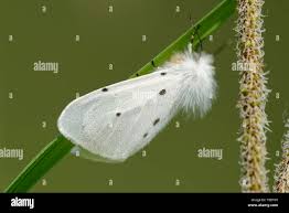 Attēlu rezultāti vaicājumam “Diaphora mendica female”