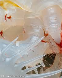 Attēlu rezultāti vaicājumam “Meloe sp. imago”