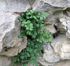 Attēlu rezultāti vaicājumam “Milesina murariae”