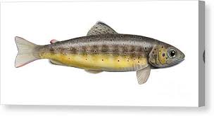 Image result for Salmo trutta trutta