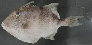 Image result for Balistes capriscus