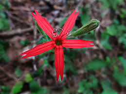 Attēlu rezultāti vaicājumam “Caryophyllaceae”