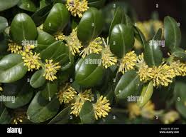 Attēlu rezultāti vaicājumam “Buxus sempervirens flower”