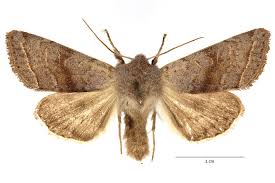 Attēlu rezultāti vaicājumam “Orthosia opima”