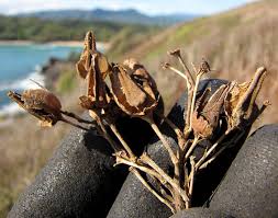 Attēlu rezultāti vaicājumam “Nicotiana tabacum fruit”