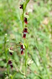 Attēlu rezultāti vaicājumam “Ophrys insectifera flower”