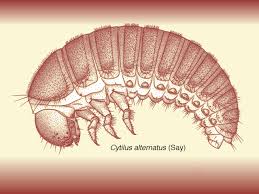 Attēlu rezultāti vaicājumam “Byrrhidae”