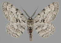 Attēlu rezultāti vaicājumam “Hypomecis roboraria”