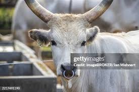 Attēlu rezultāti vaicājumam “Bos primigenius taurus”