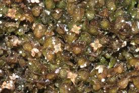 Attēlu rezultāti vaicājumam “Frullania dilatata”