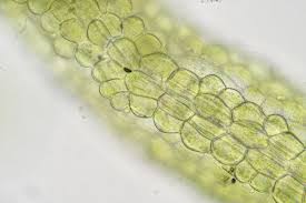 Attēlu rezultāti vaicājumam “Metzgeria violacea”