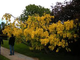 Image result for Laburnum anagyroides