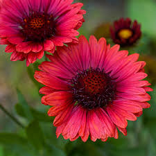 Image result for Gaillardia
