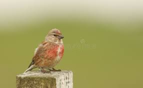 Attēlu rezultāti vaicājumam “Carduelis cannabina male”