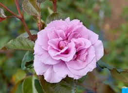 「花薔薇エルフ」の画像検索結果