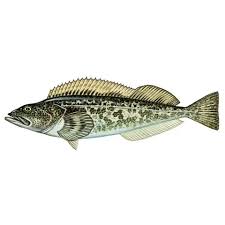 Image result for Ophiodon elongatus