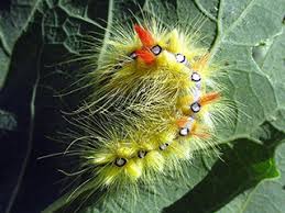 Attēlu rezultāti vaicājumam “Acronicta aceris larva”