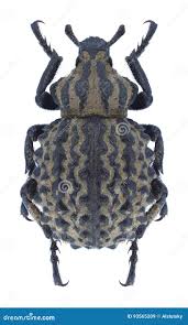 Image result for Brachycerus undatus